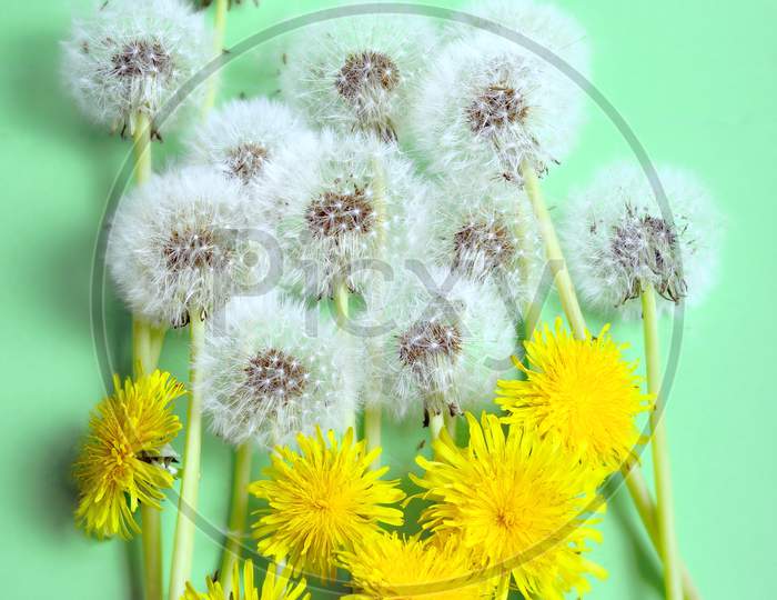 Blooming yellow and white  ripened dandelion flowers on a green background