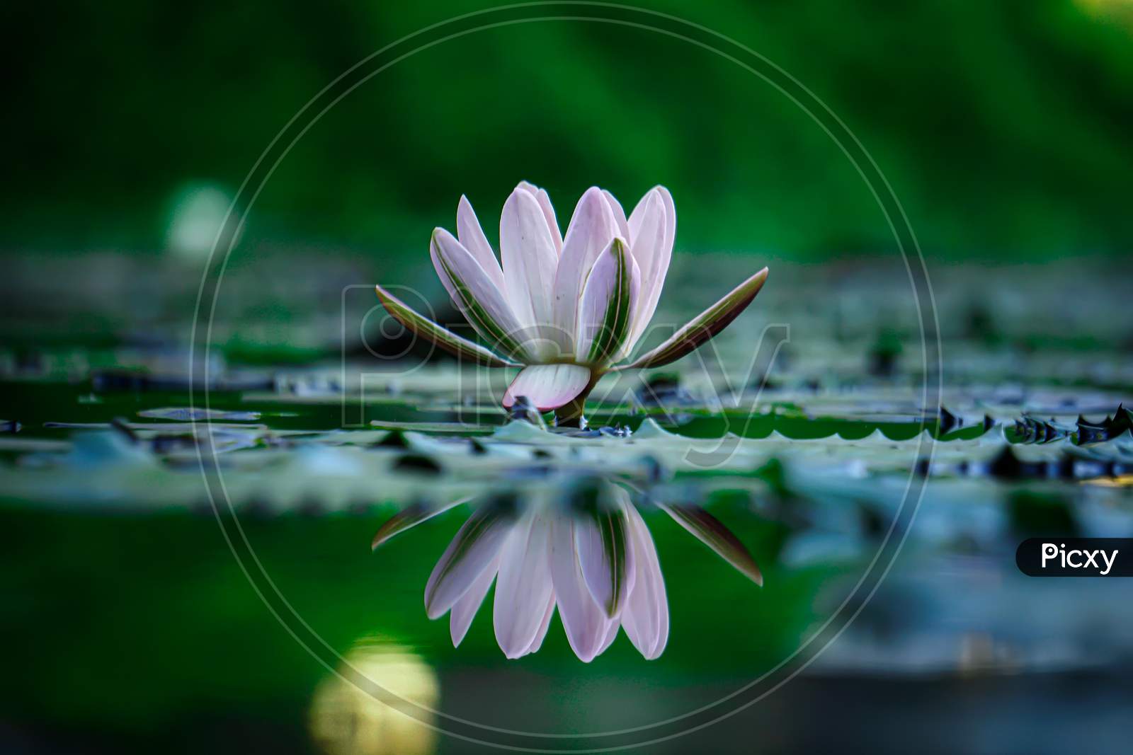 141060 Water Lily Stock Photos  Free  RoyaltyFree Stock Photos from  Dreamstime