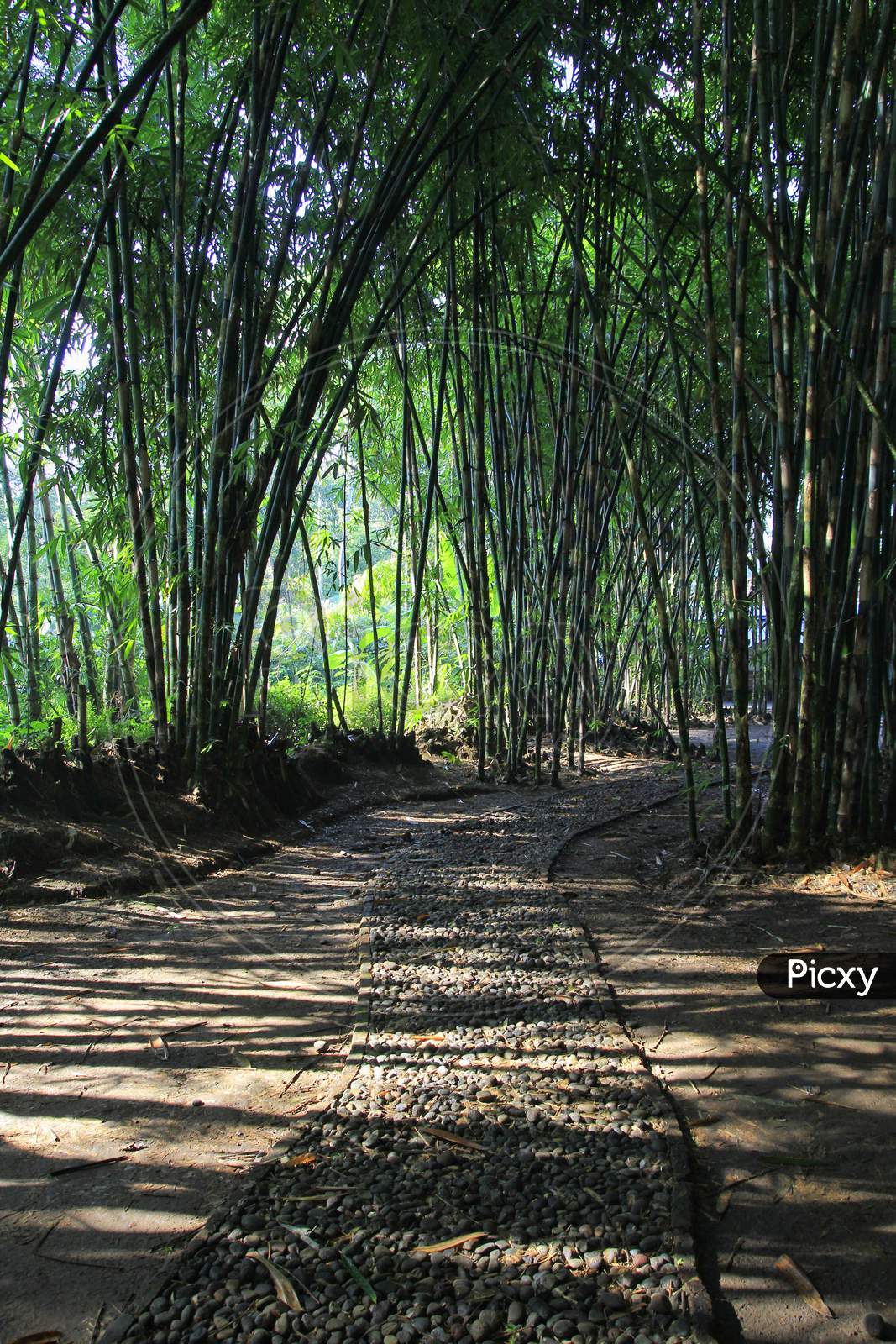 Forest of bamboo trees