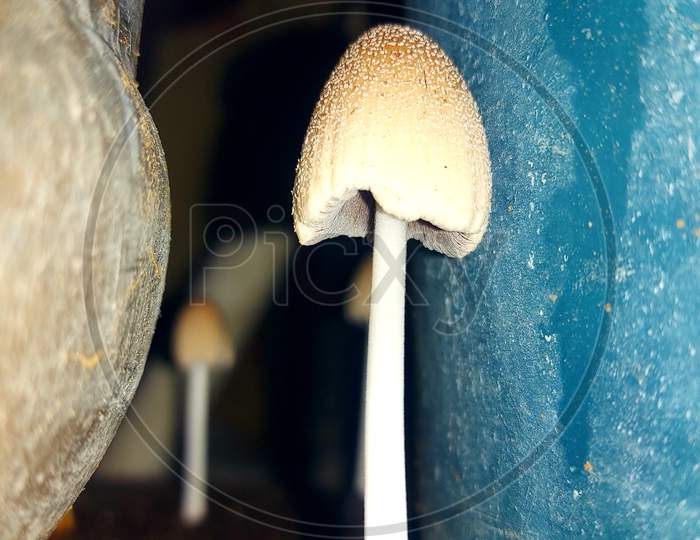 Champignon mushroom fungus at my flower pot
