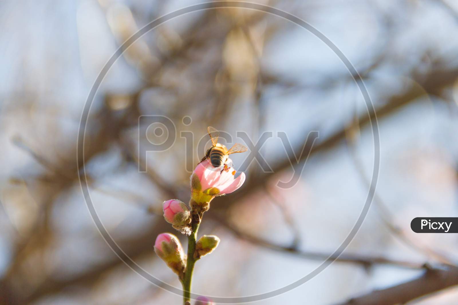 A Bee On The Peach Blossom In Spring