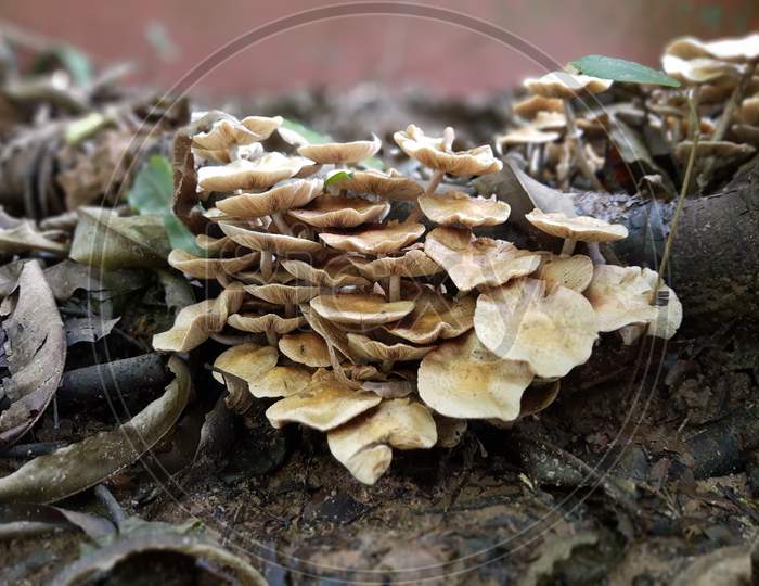 Monsoon season and Mushrooms