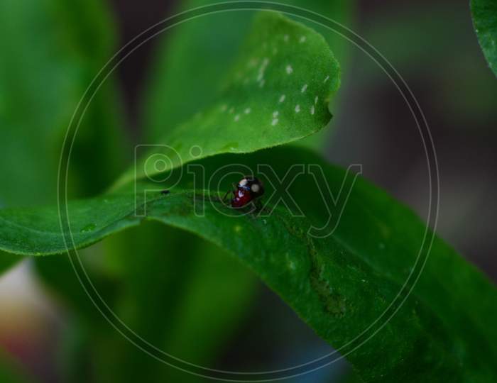 close-up of a ladybug