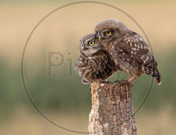 owl on the branch