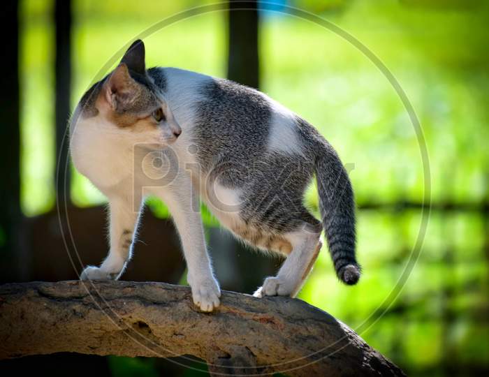 Cat on a branch, 300MM Lens Shoot