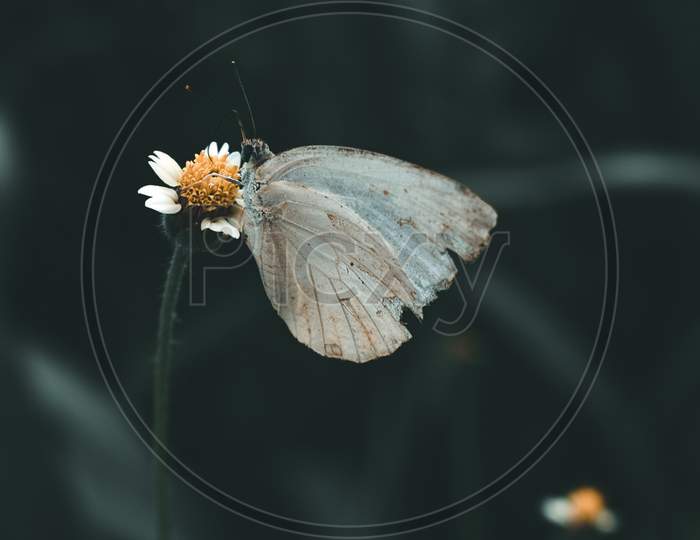 Butterfly, Butterfly on flower,