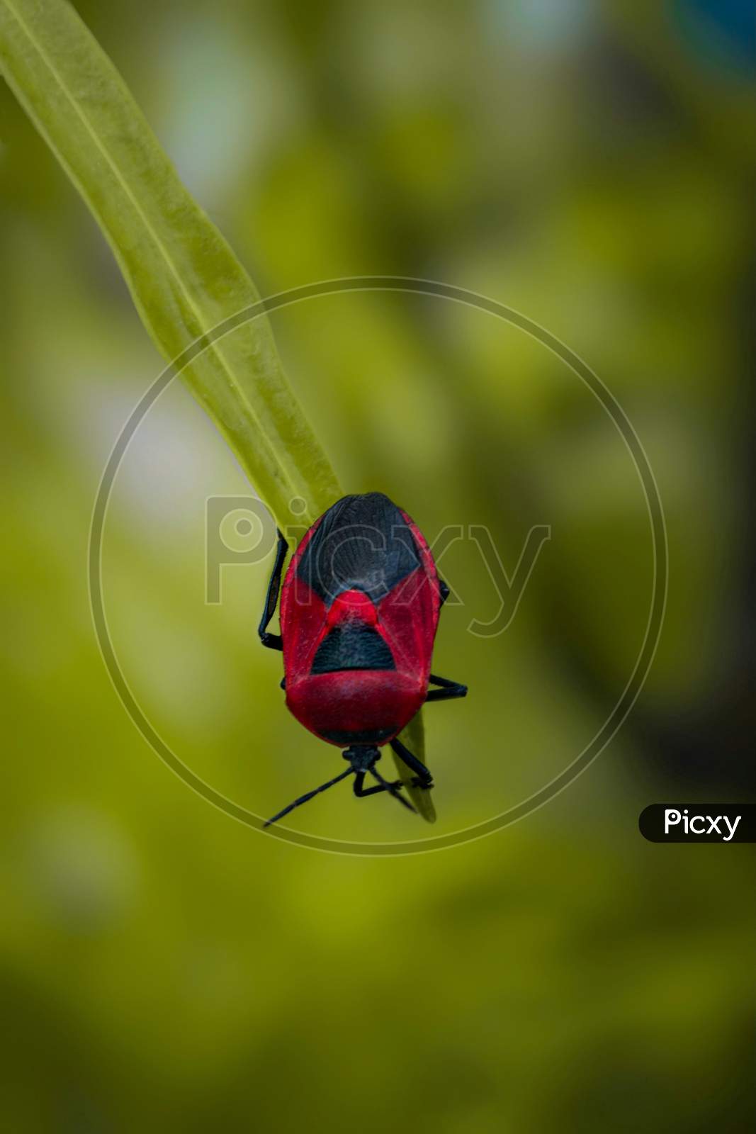Red jewel bug on a leaf.