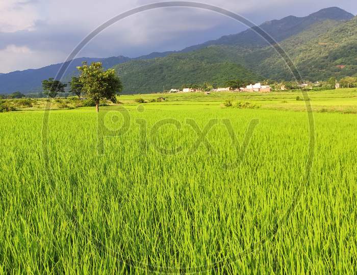 Paddy crop field