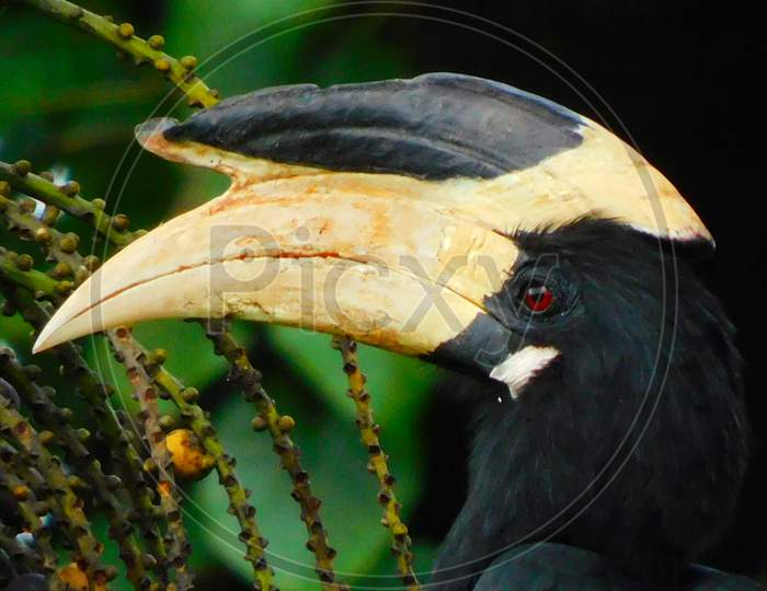 Indian Oriental pied hornbill