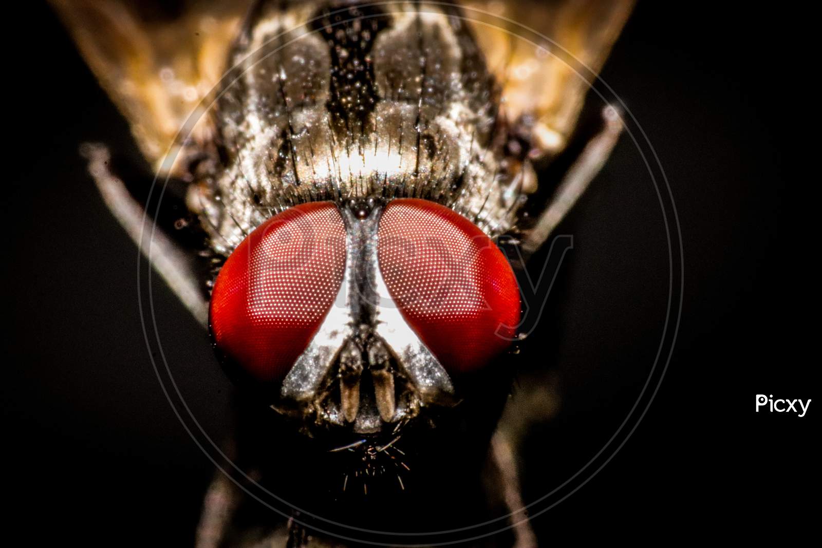 Red Eyes of House fly