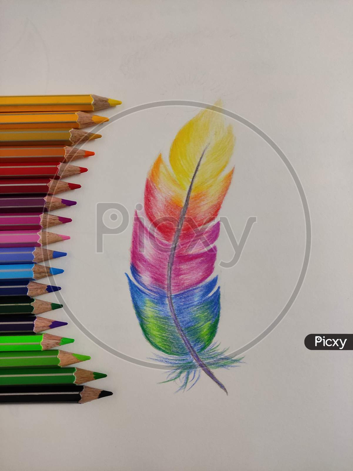 Sketch of colourful feather, colour pencil sketch
