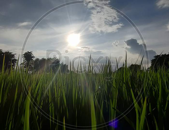 Suset through paddy fields