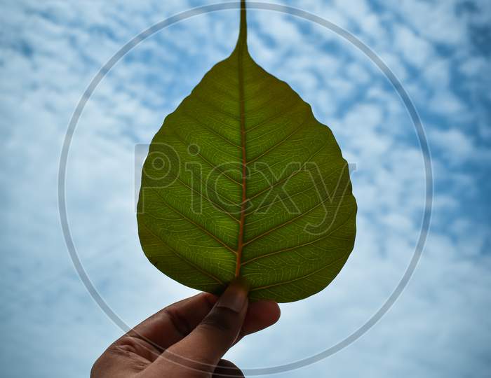 Green leaf in blue sky