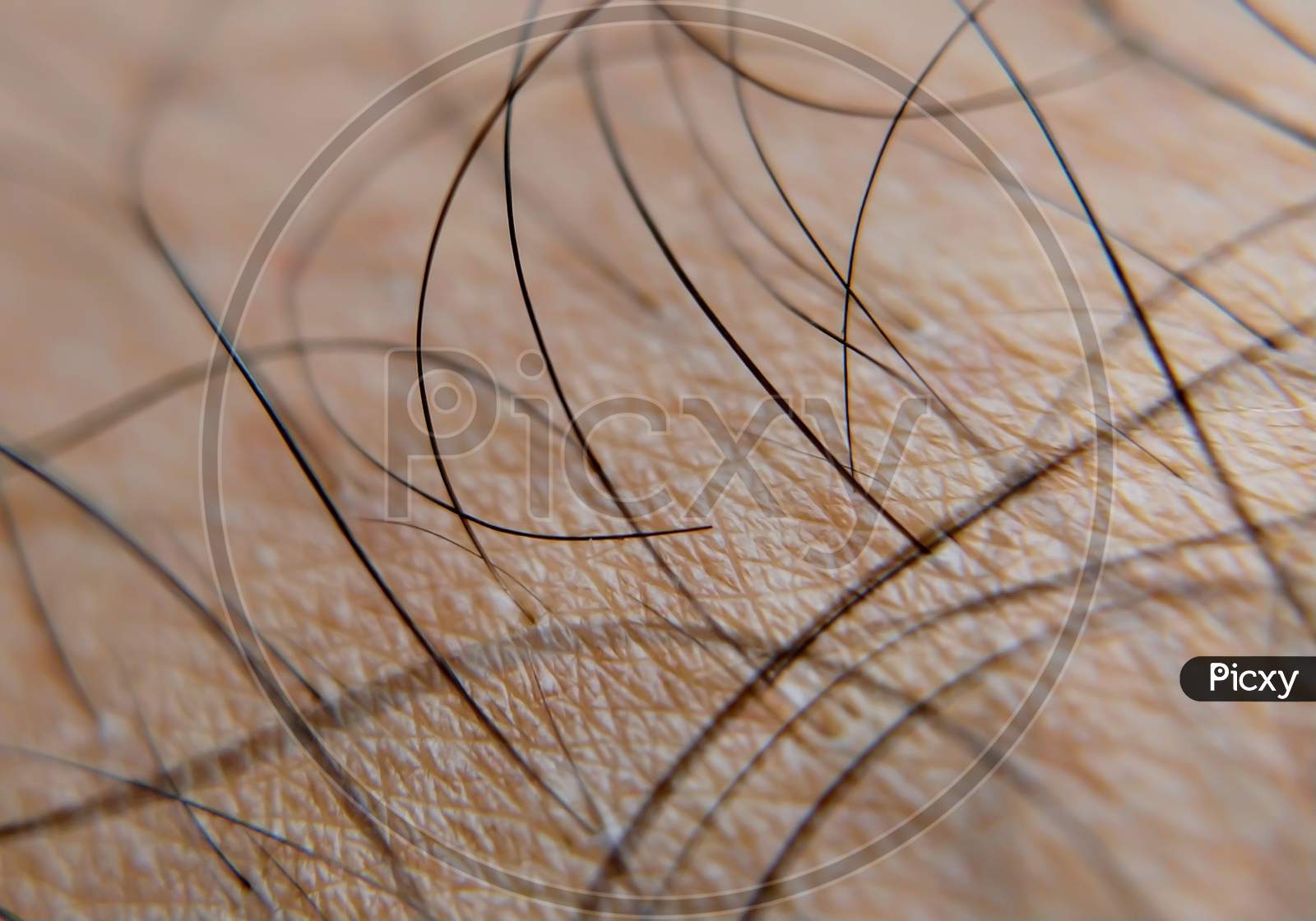 Extremely Close up of strands of hair root.