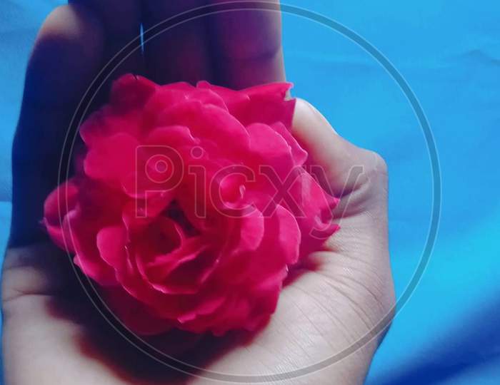 Cute Love rose