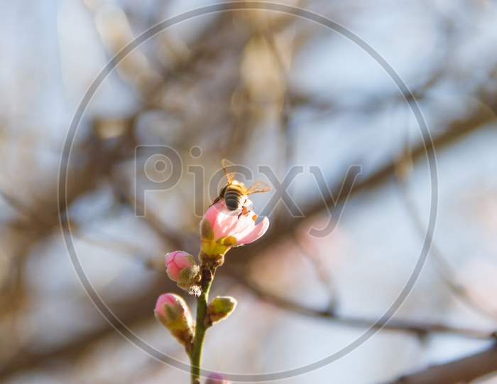 A Bee On The Peach Blossom In Spring