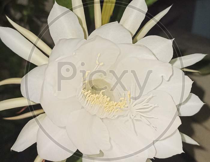 Bramaha kamala flower
