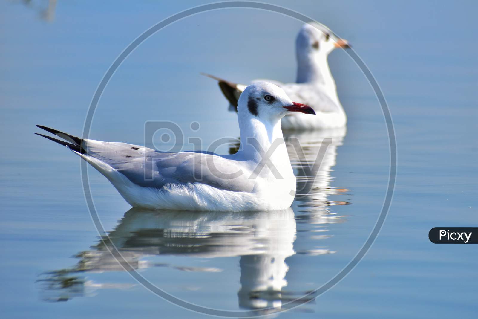 Seagulls swimming in lake water