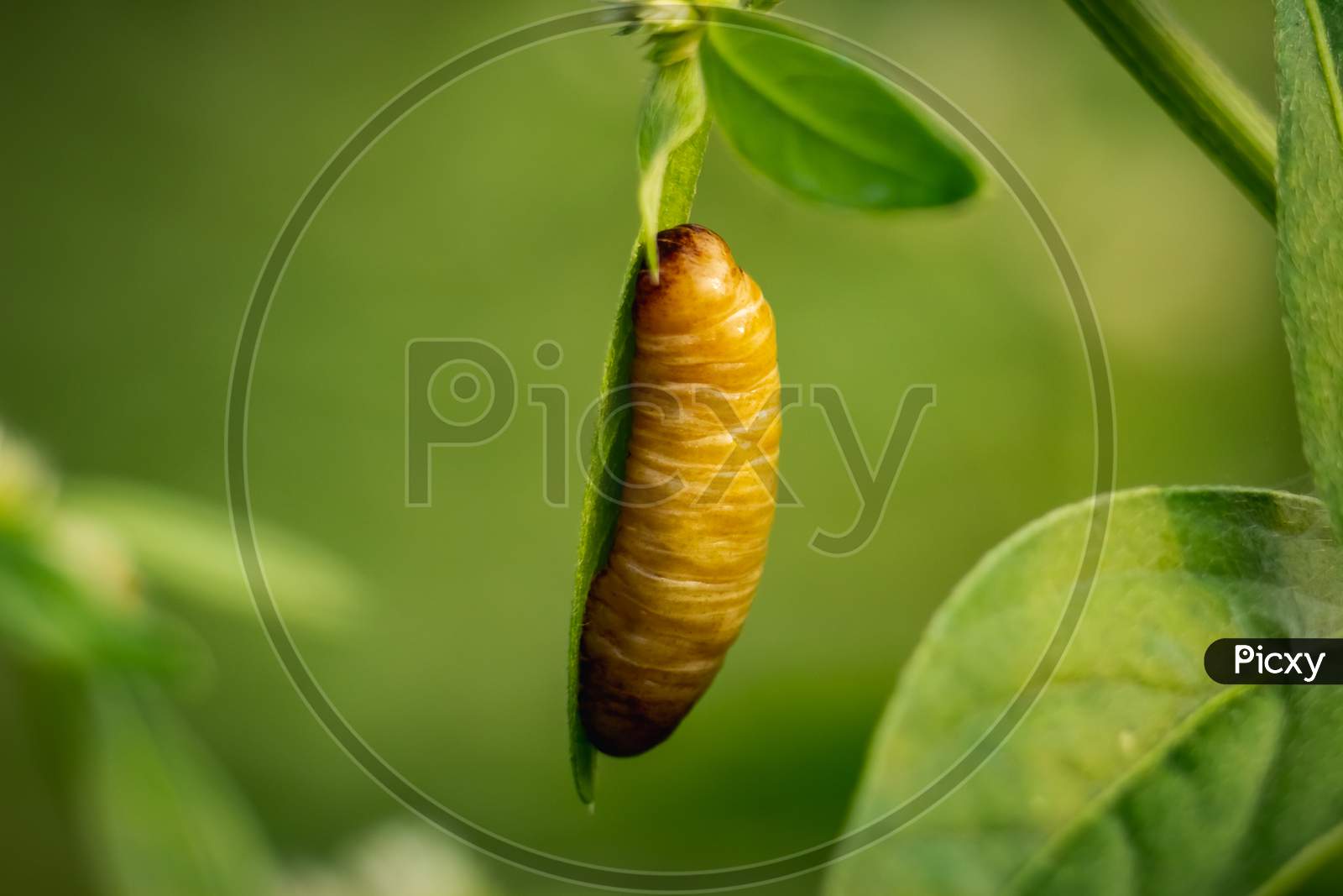 Pupa Butterfly - Big Brown Butterfly Pupa Hanging On The Edge Of The Green Leaf In Forest Isolated On Green Background. Pupae Is A Stage Between Caterpillars And Butterflies.