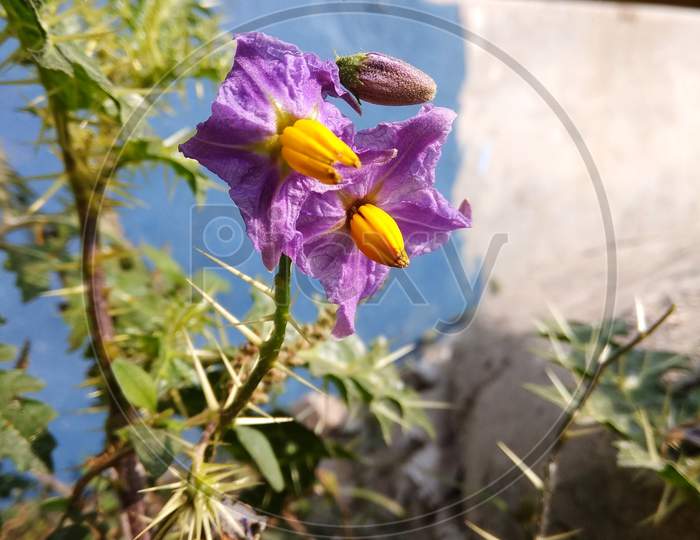 Solanum sisymbriifolium is commonly known as vila vila or sticky nightshade or red buffalo bur or the fire and ice plant or litchi tomato or Morelle de Balbis flower