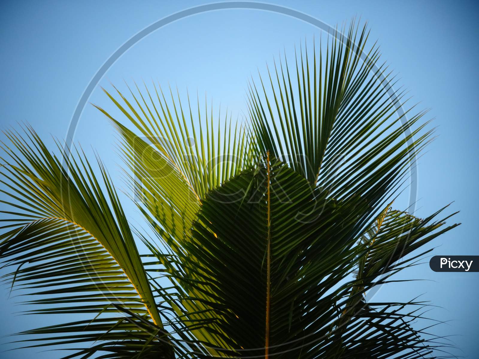 Coconut tree as object in blue sky background wallpaper