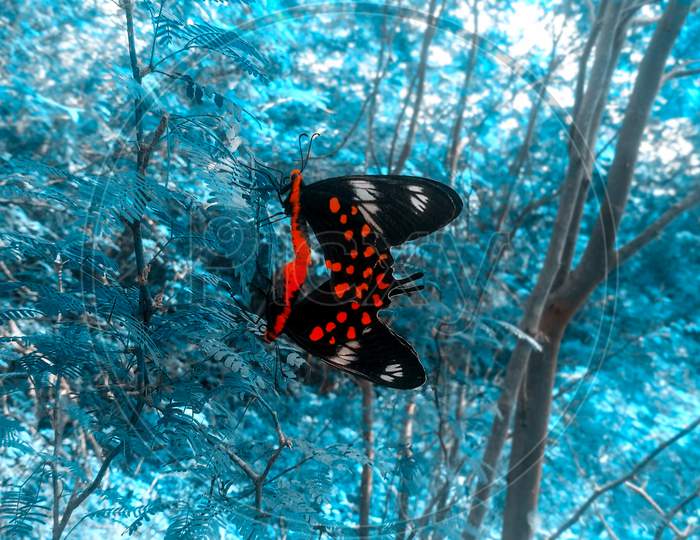 Butterfly love couple
