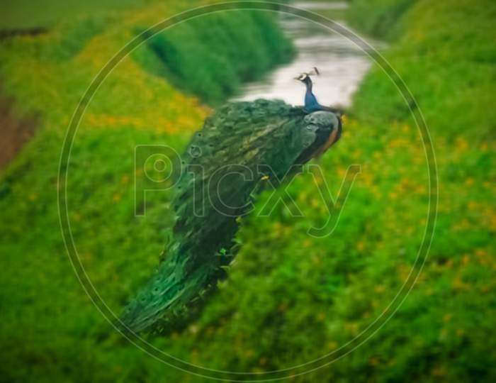 Peacock, Kerala