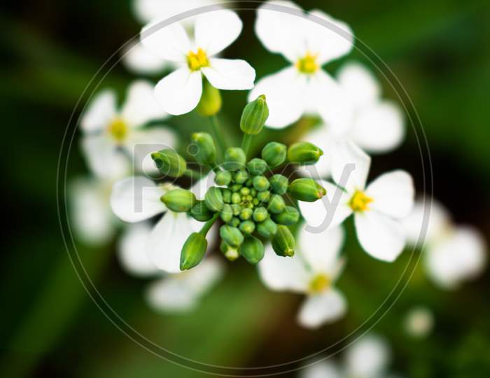 Beautiful white flower with green leaf an green background