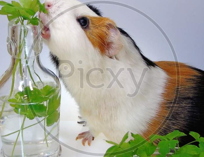 Guinea Pig with Parsley