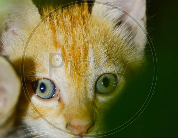 Beautiful small Fluffy Cat Looking at Camera
