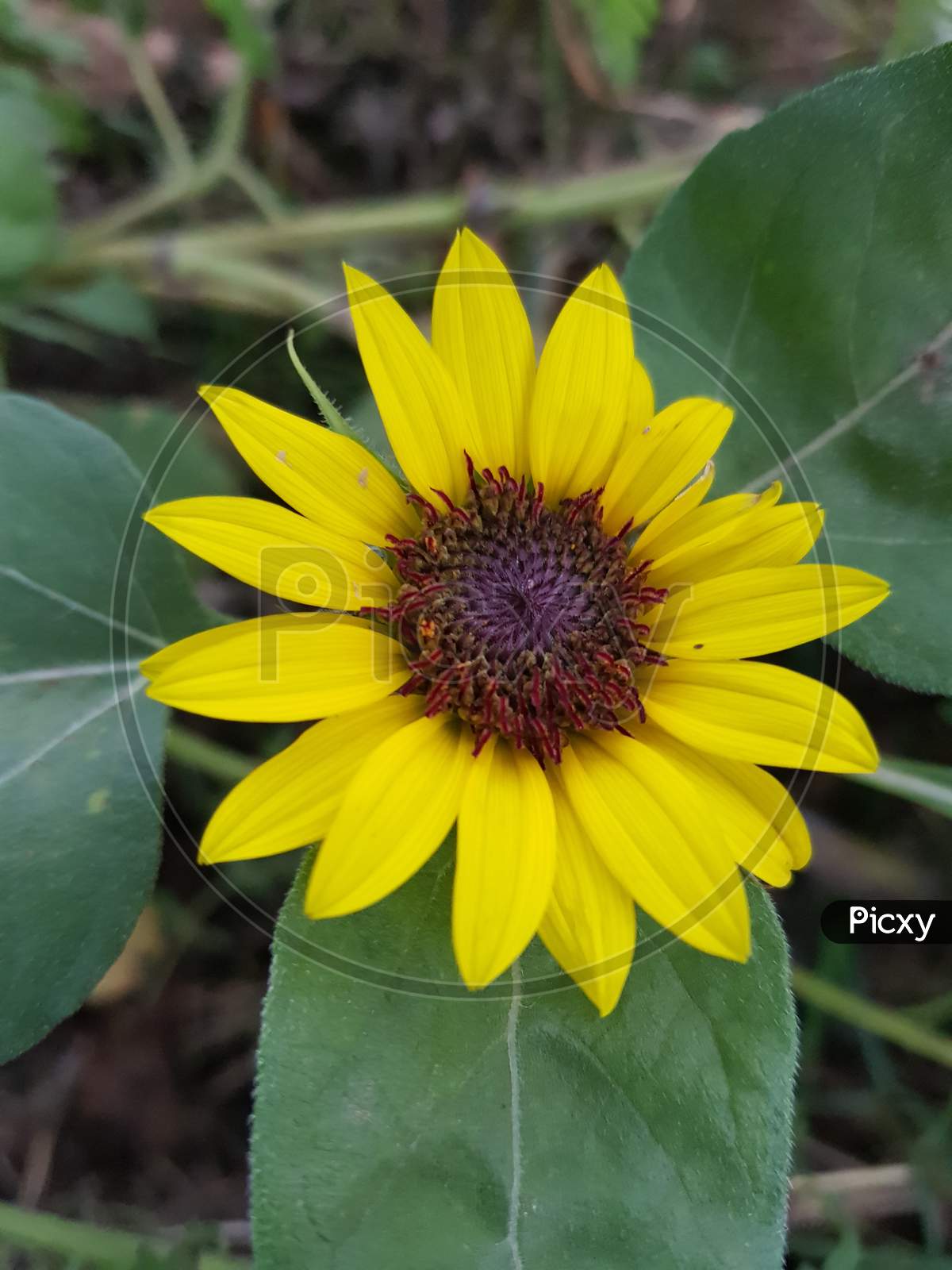Yellow sun flower with closeup photography