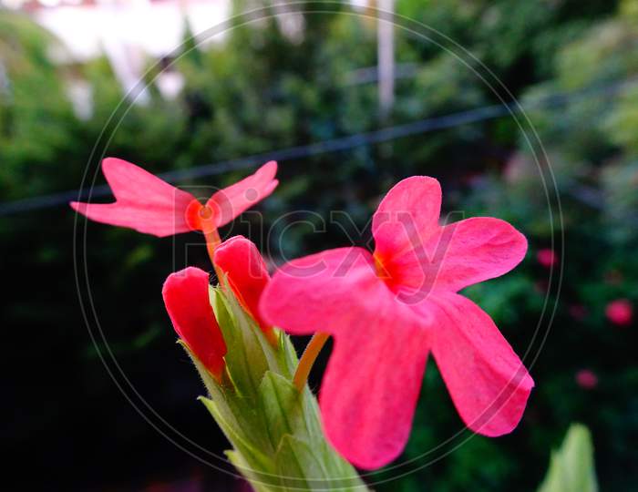Pink colored beautiful flowers with background