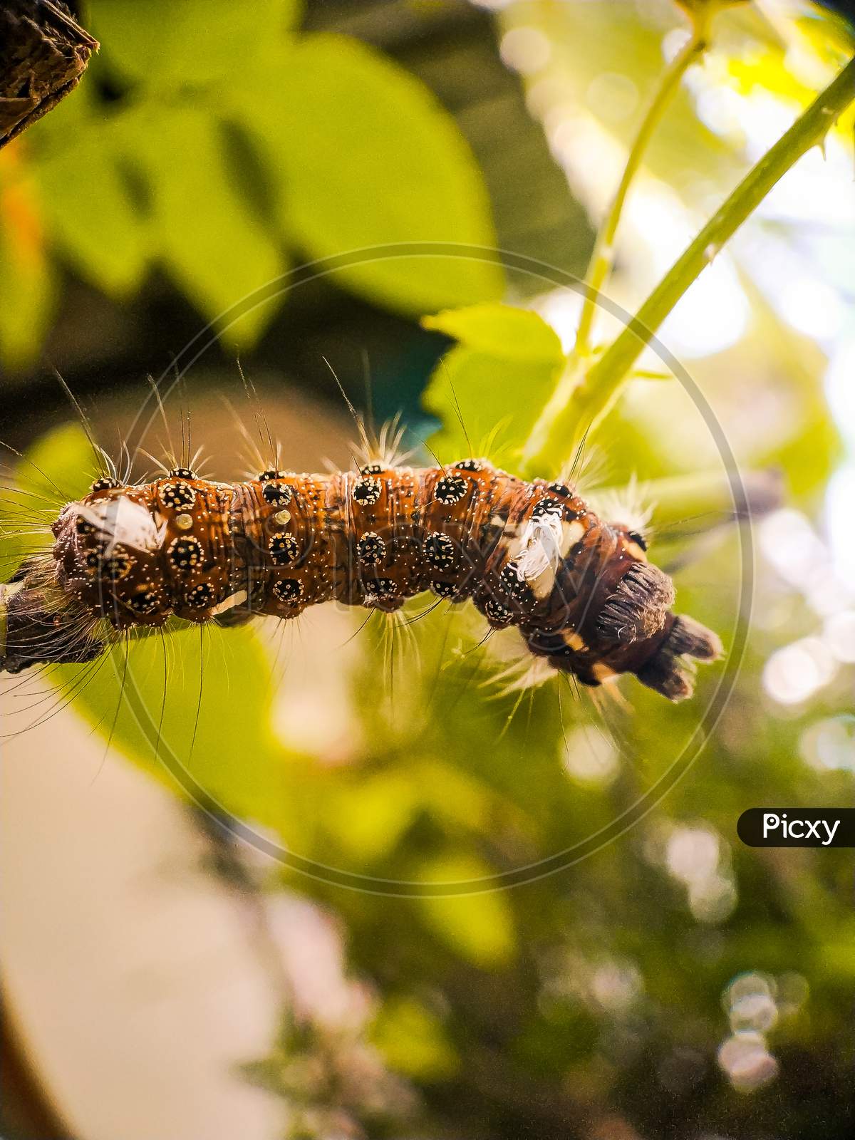 Caterpillar macro photography