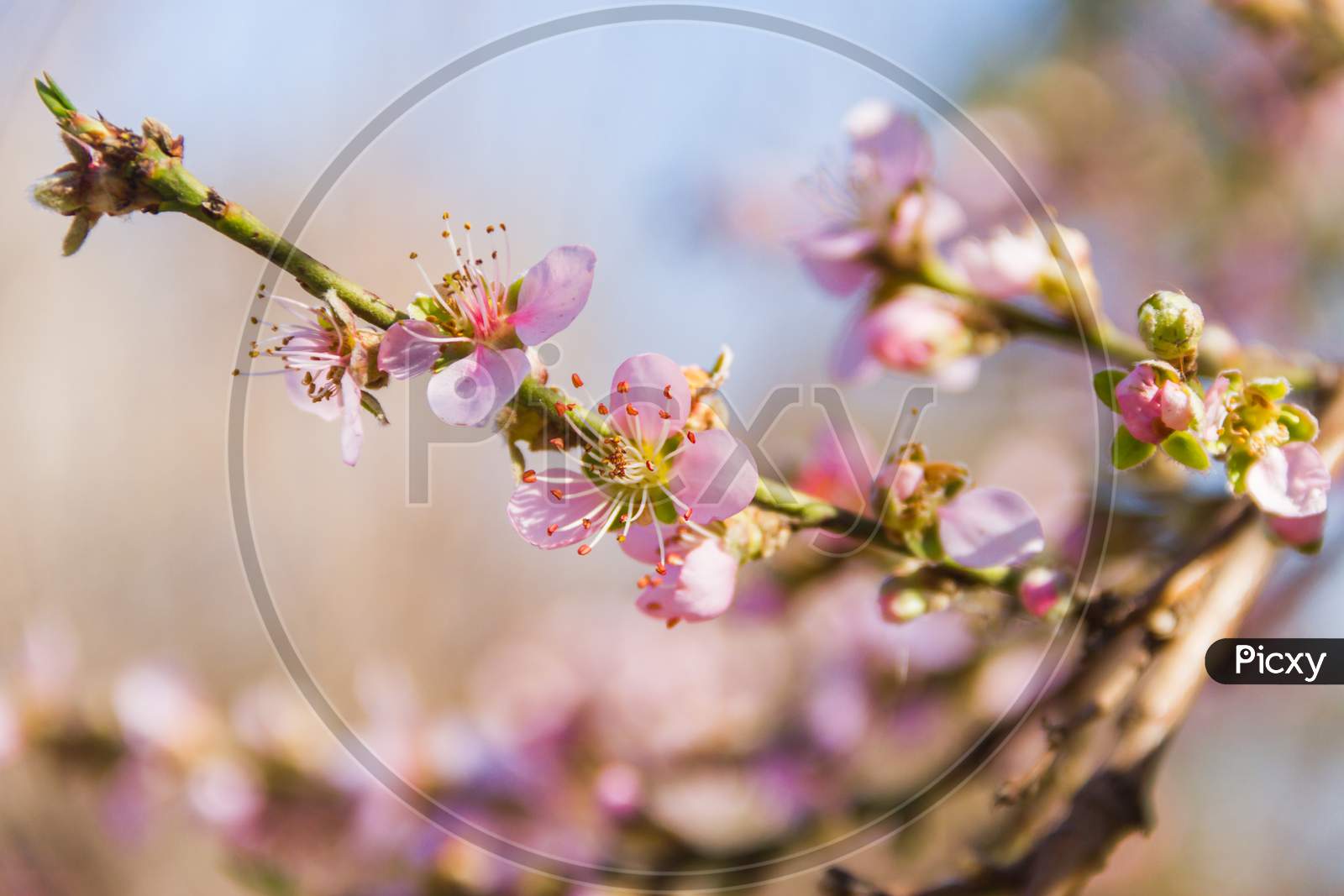 Peach Blossom With Blur Background In August