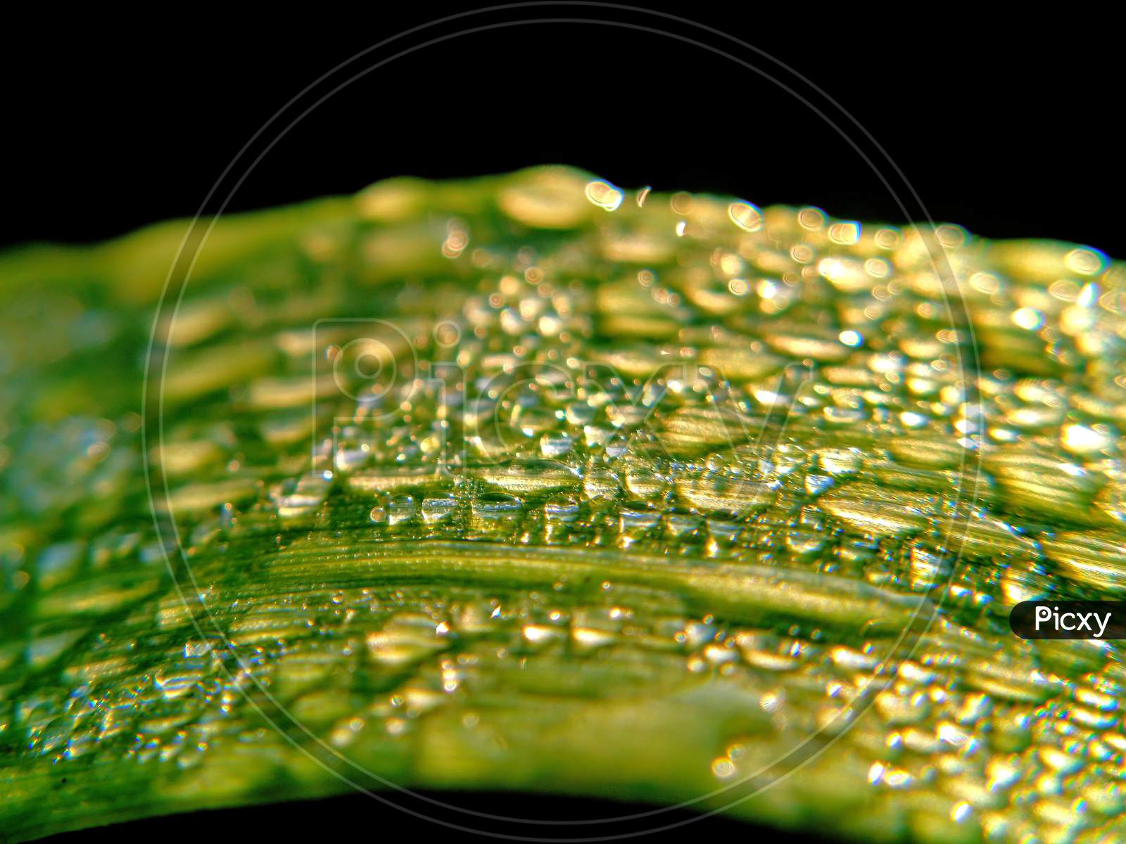 Fresh or cool Morning dew on leaves.
