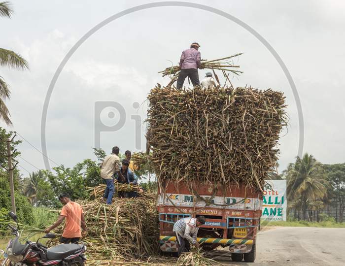 A Truck is being loaded with Fresh Sugarcane from the fields at Mysuru/Karnataka/India.