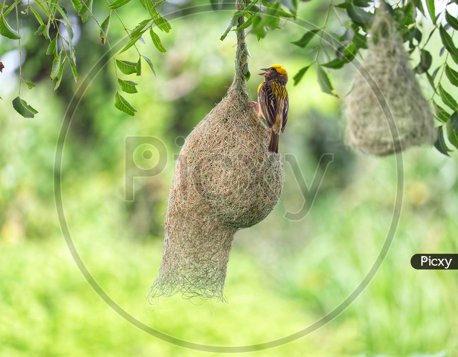 bird on nest