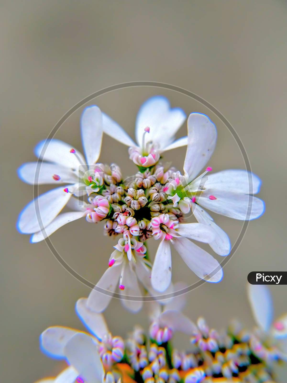 White flower close up.