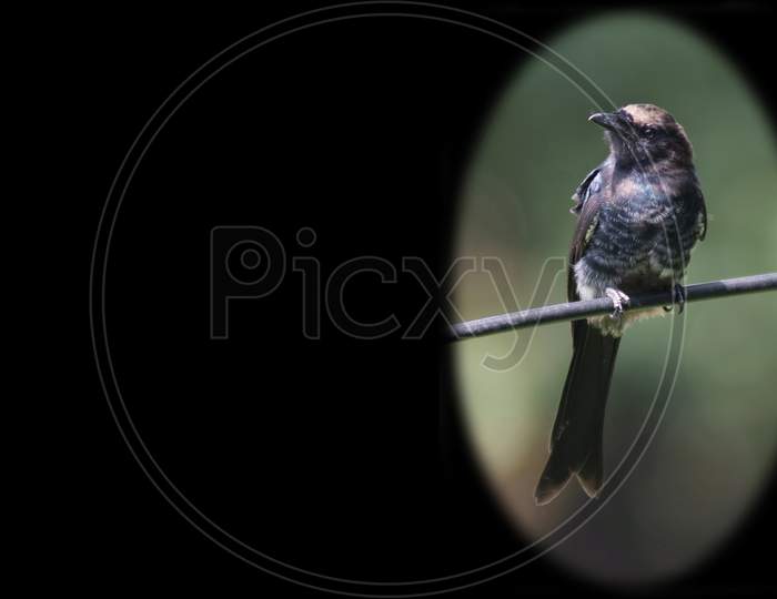 Bird Sitting On A Wire With Black Copy Space
