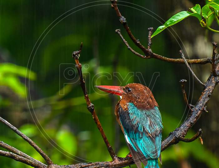 WHITE THROATED KING FISHER