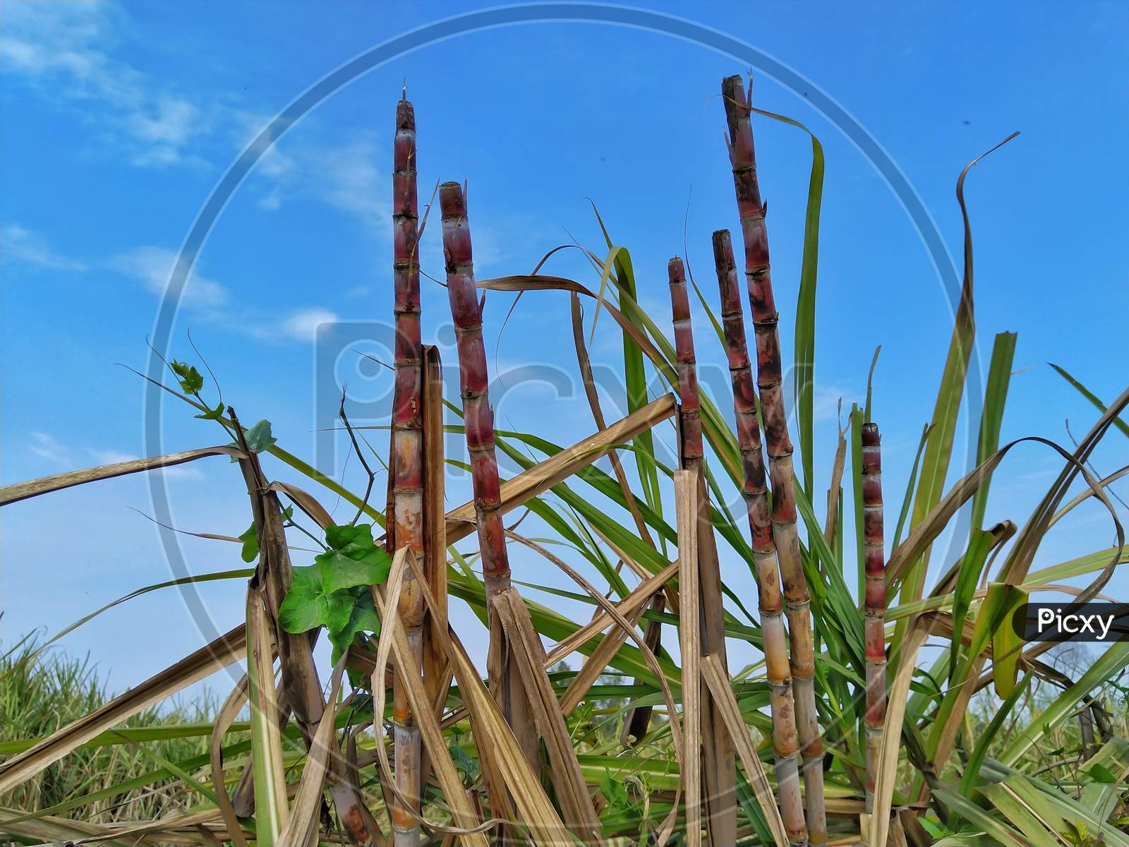 Sugarcane.