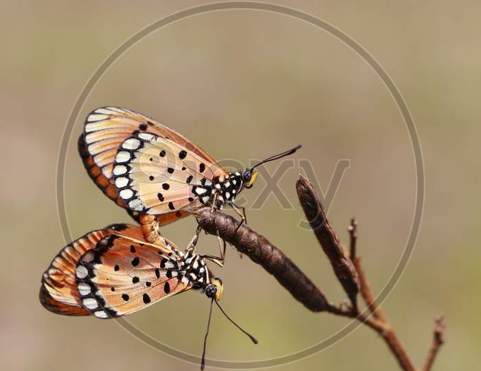 Butterfly On seed plants, Mating butterfly, Macro photography