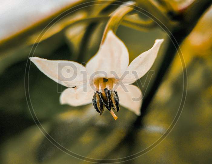 Macro shot of flower of chilly plant