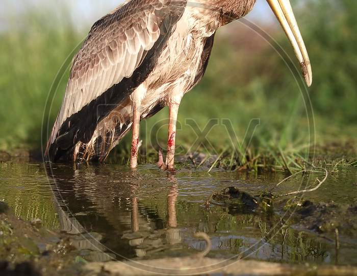 Injured Painted Stork