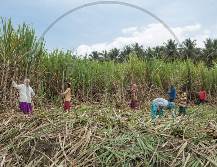 Native labors seen cutting the Sugarcane crop for Harvesting in this Monsoon season near Mysuru in Karnataka state of India.