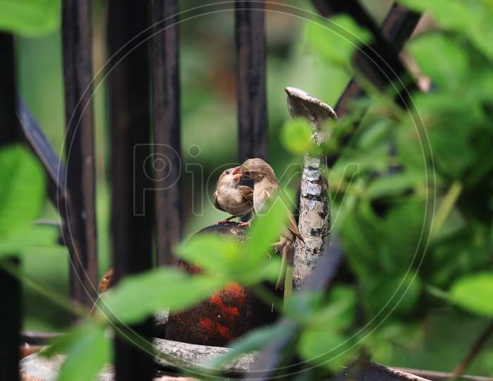 sparrow feeding to chicks
