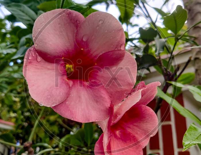 Pink bell flower