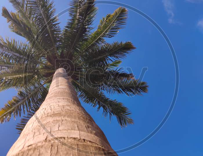 Sky and coconut tree