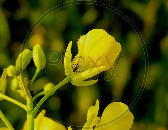 Close up Mustard plant flower.