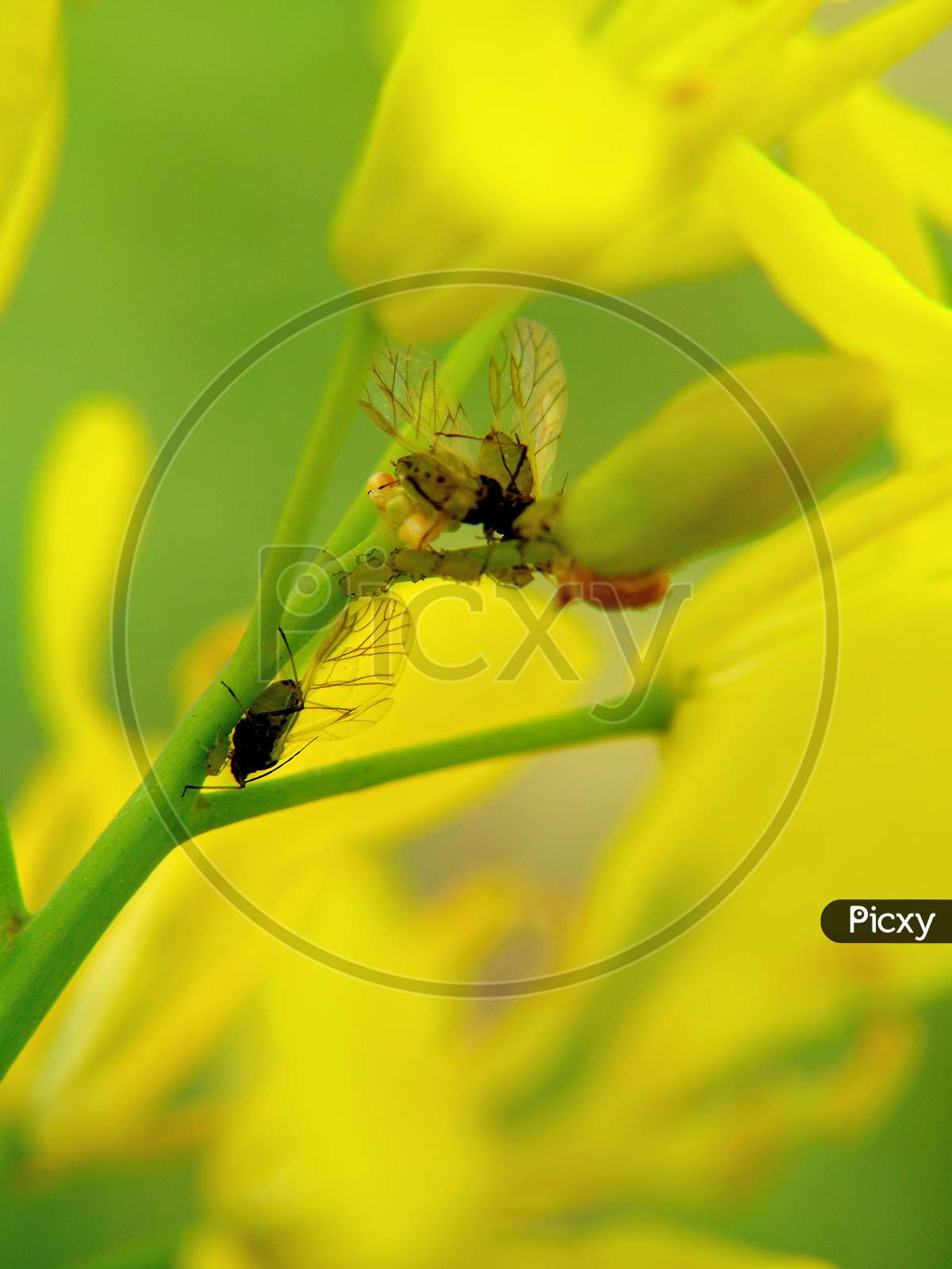Insect are seating on yellow mustard flower.